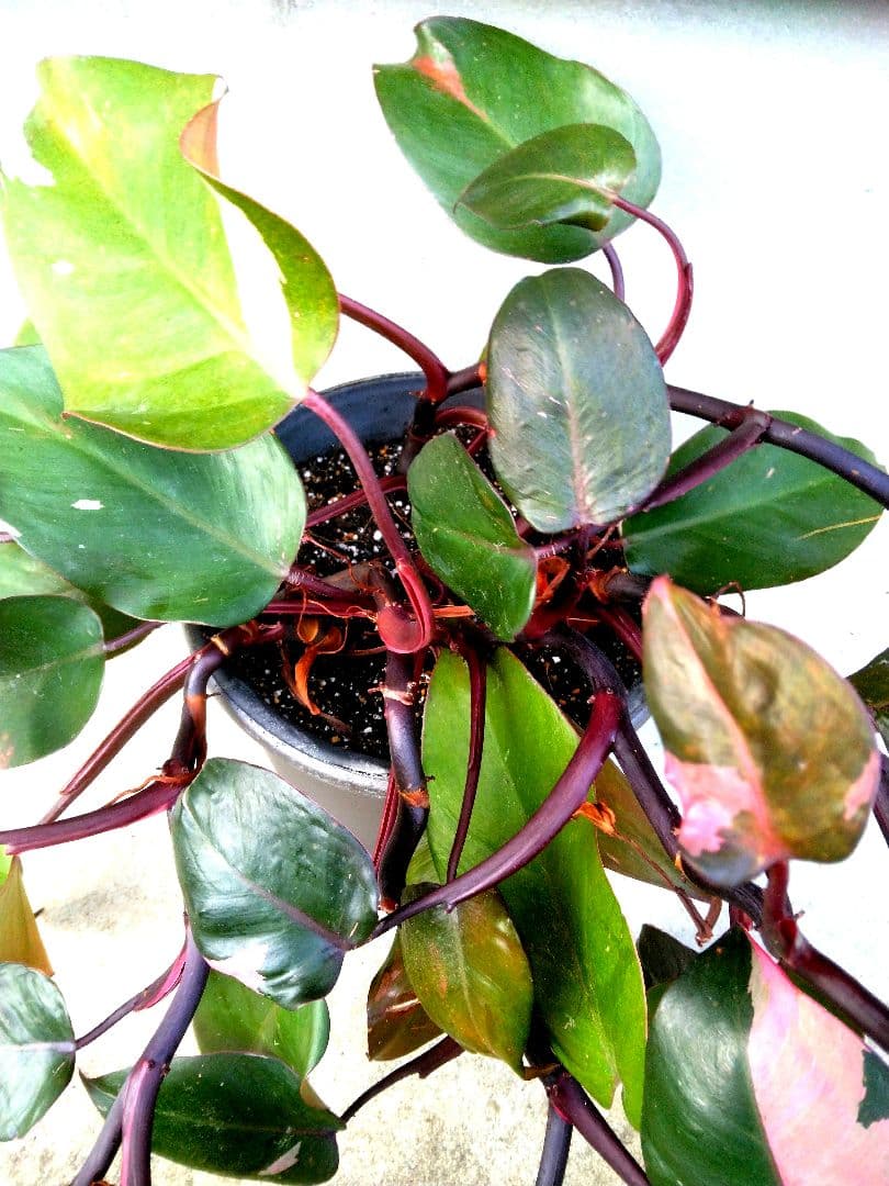 フィロデンドロン ピンクプリンセスやや傷や汚れあり