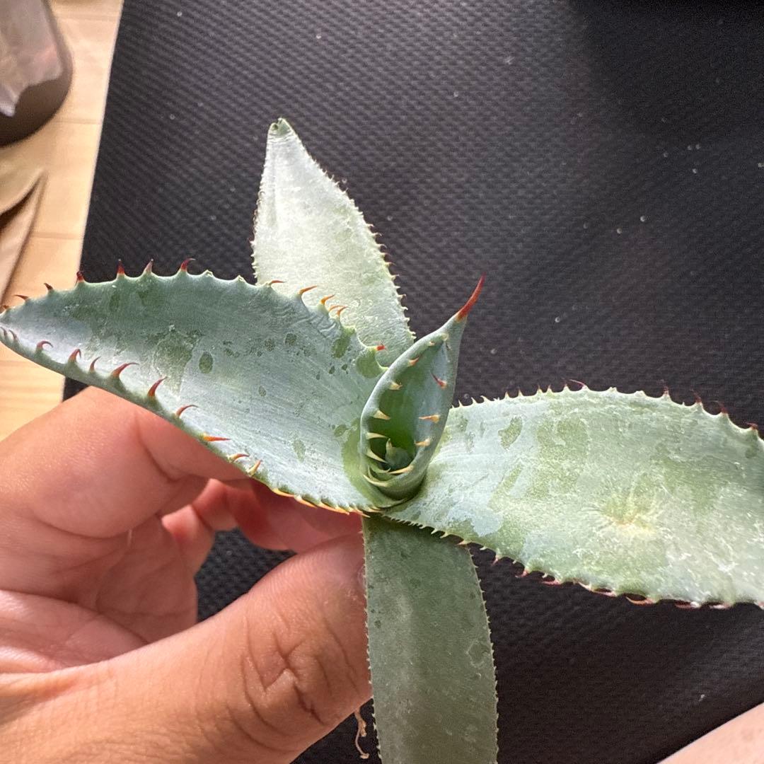 × イシスメンシス