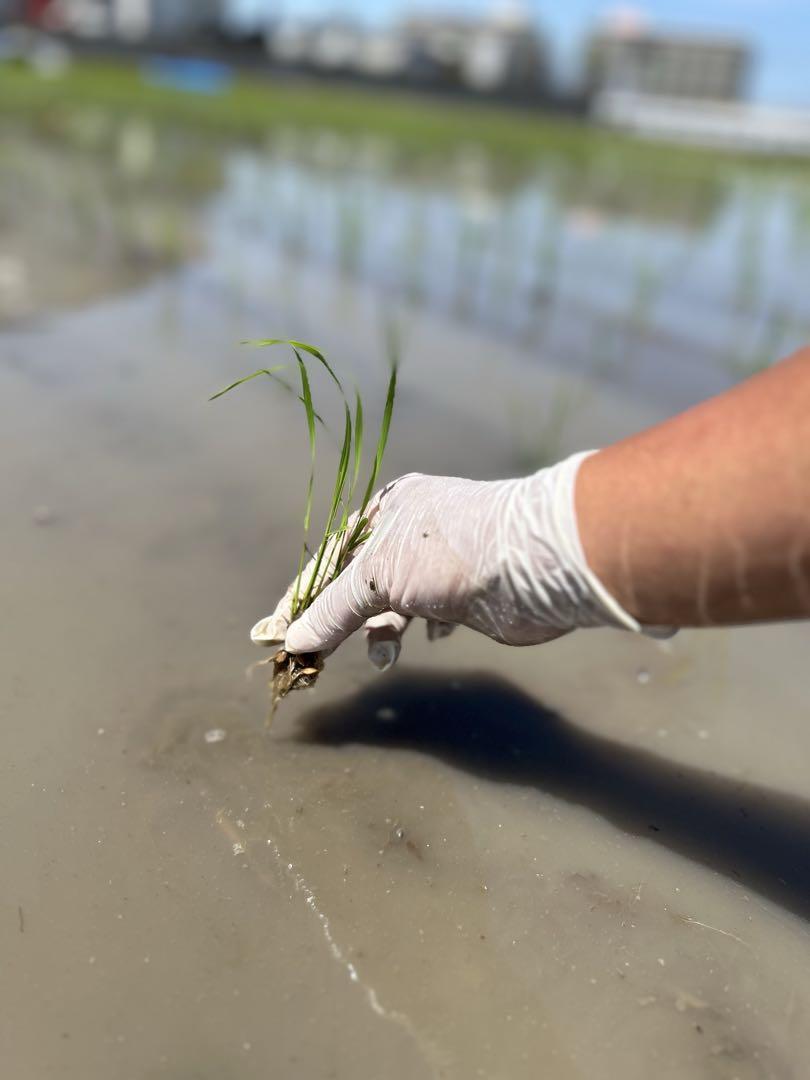 新米 ３０キロ 白米 キヌヒカリ　滋賀県産 2024年 環境こだわり米減農薬栽培