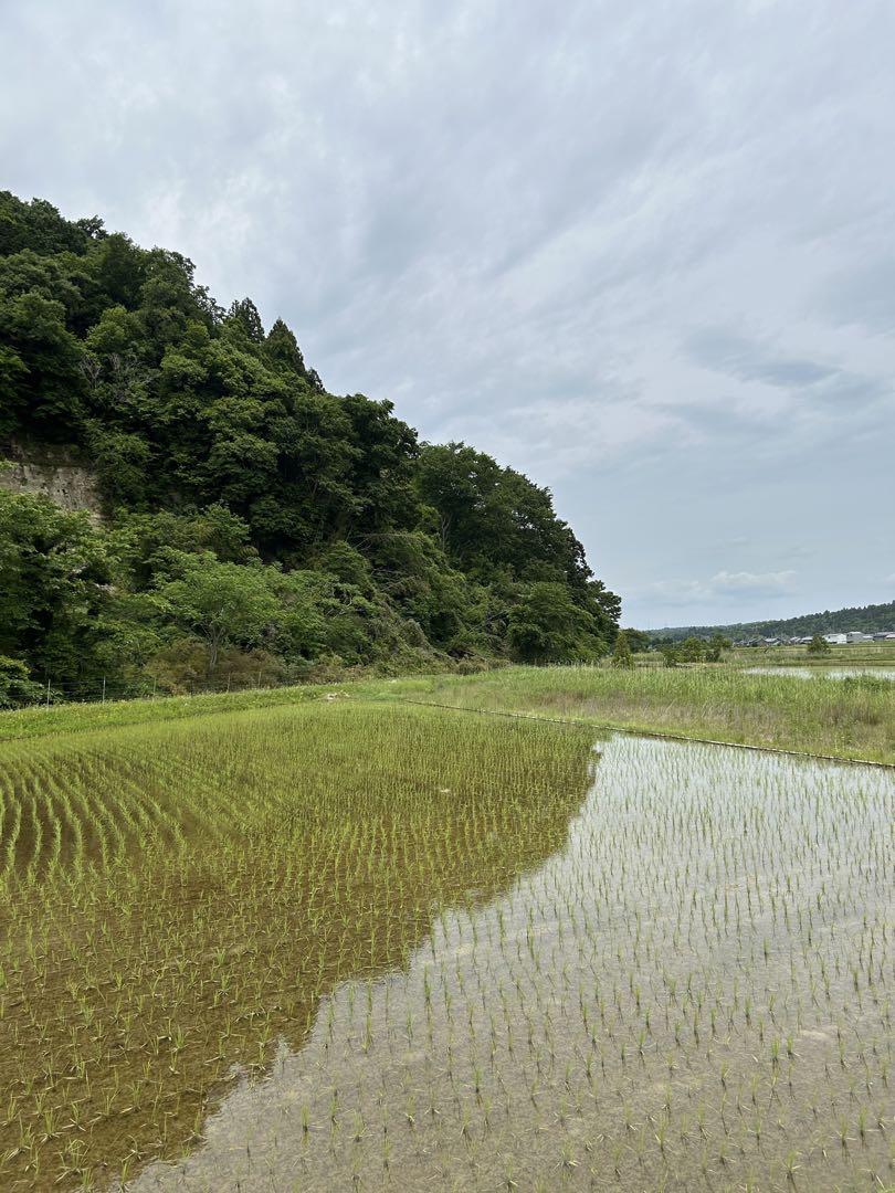 新米 ３０キロ 白米 キヌヒカリ　滋賀県産 2024年 環境こだわり米減農薬栽培