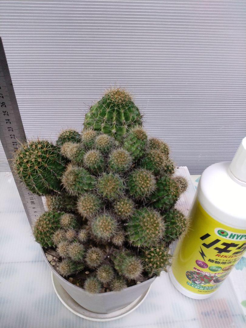 花サボテン　鉢付き