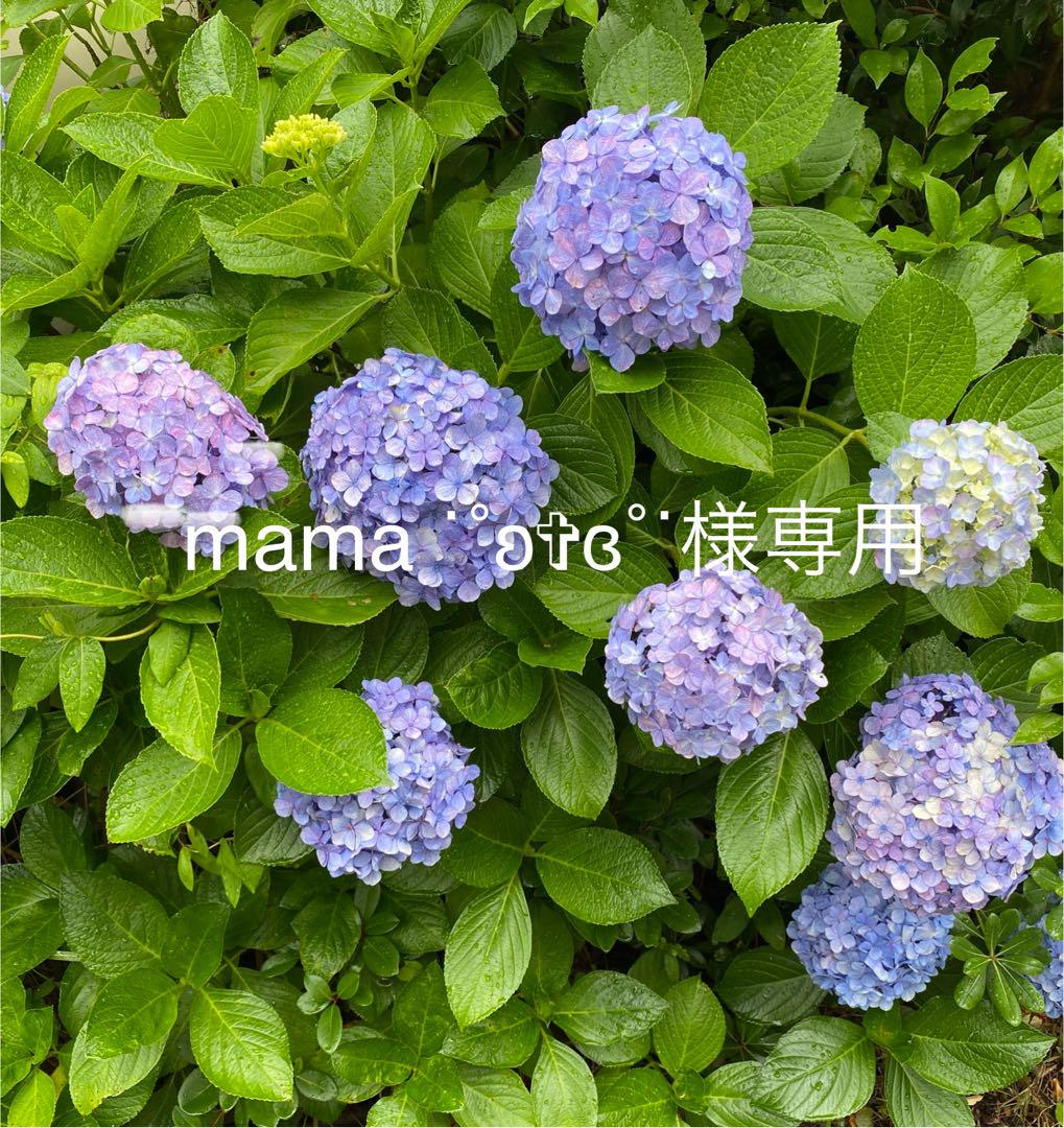 クルミッ子 鎌倉紅谷 切り落とし 310g 6個セット