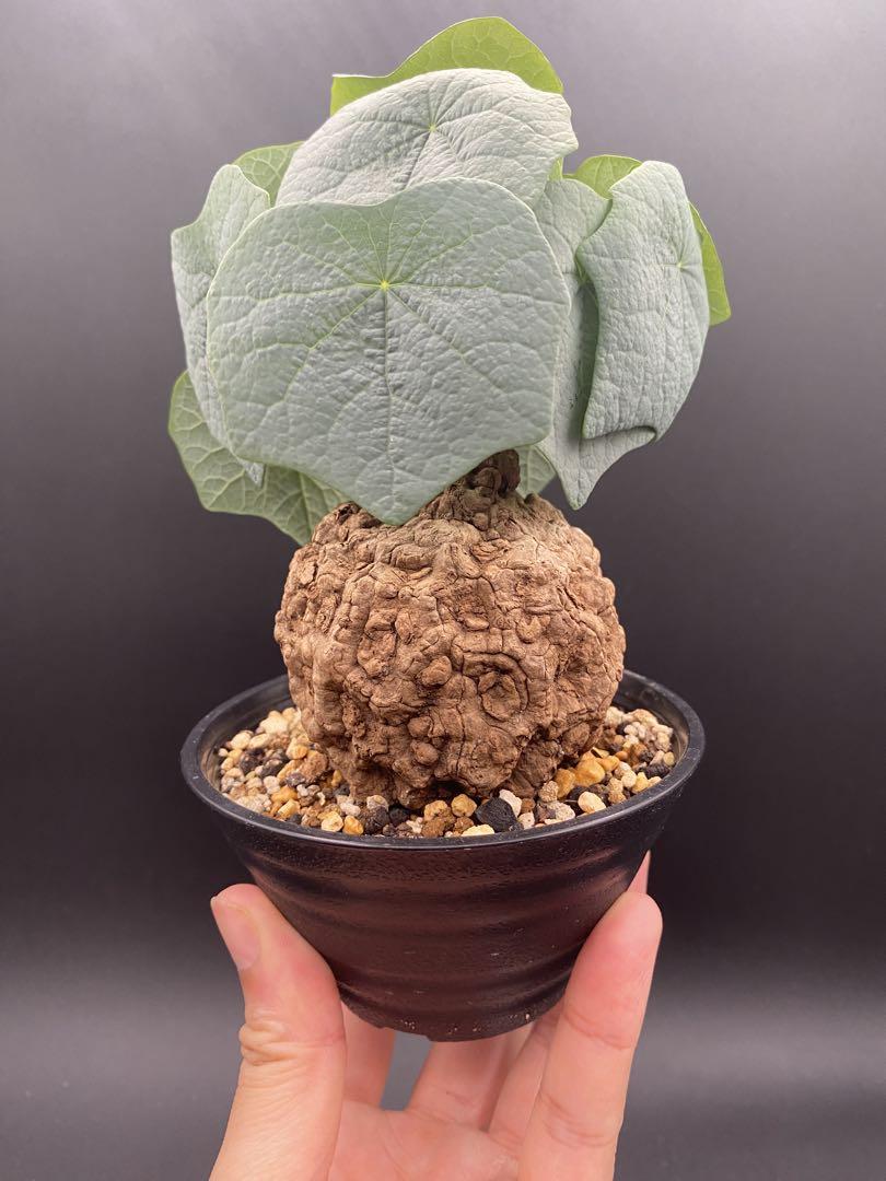 週末限定ンセール 極美株/塊根植物】ステファニア スベローサ セレクト小株 発根 塊根植物・コーデックス