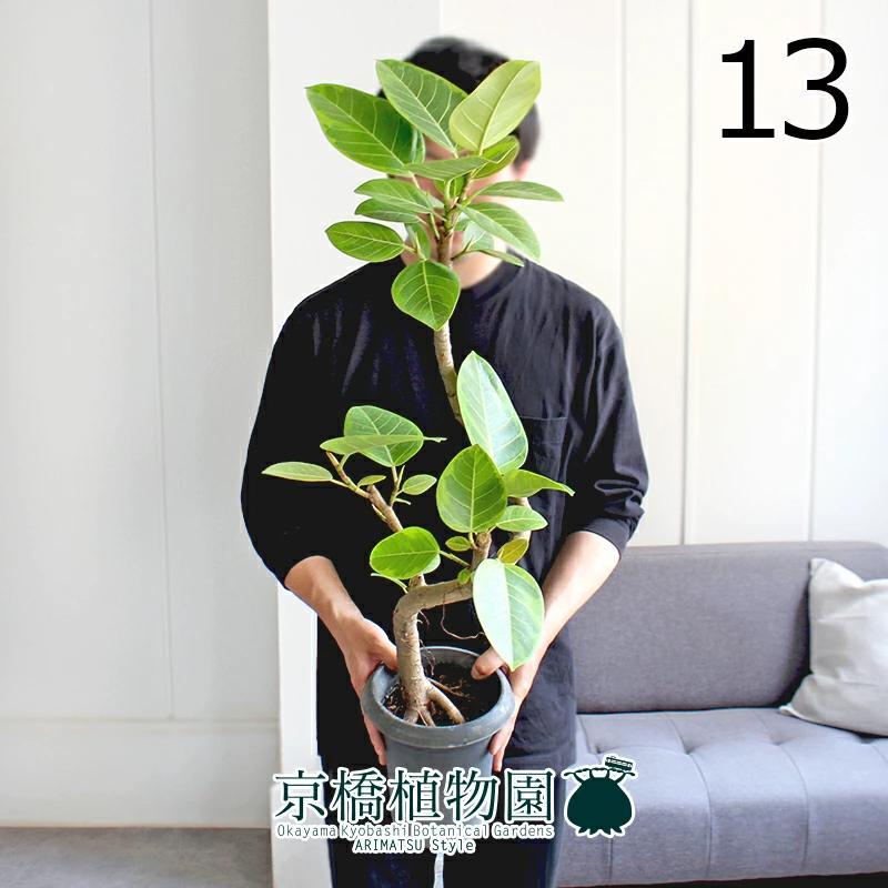 観葉植物 フィカス アルテシーマ アルテシマゴム らせん曲がり