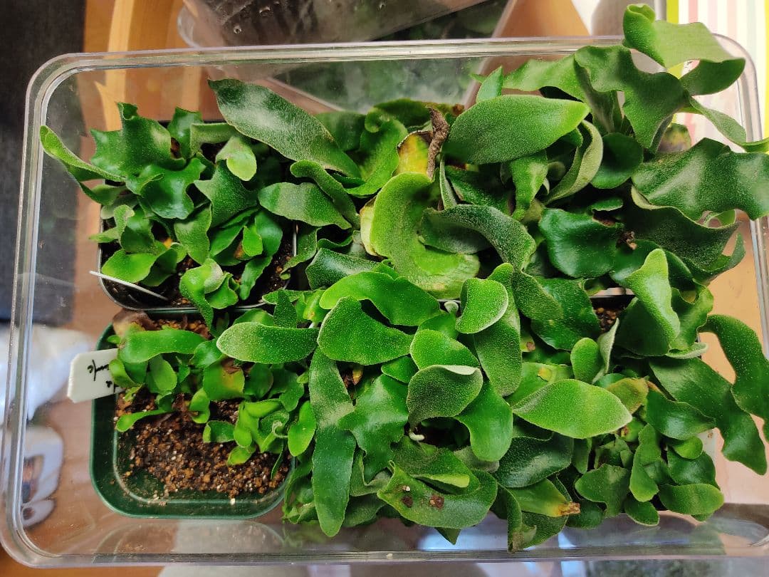 ののの様専用 ビカクシダ ホワイトホーク white hawk 胞子培養 苗 最新