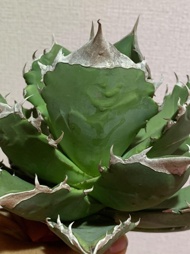 多肉植物 アガベ チタノタ　ホワイトファイヤー　白火焔 極上親株
