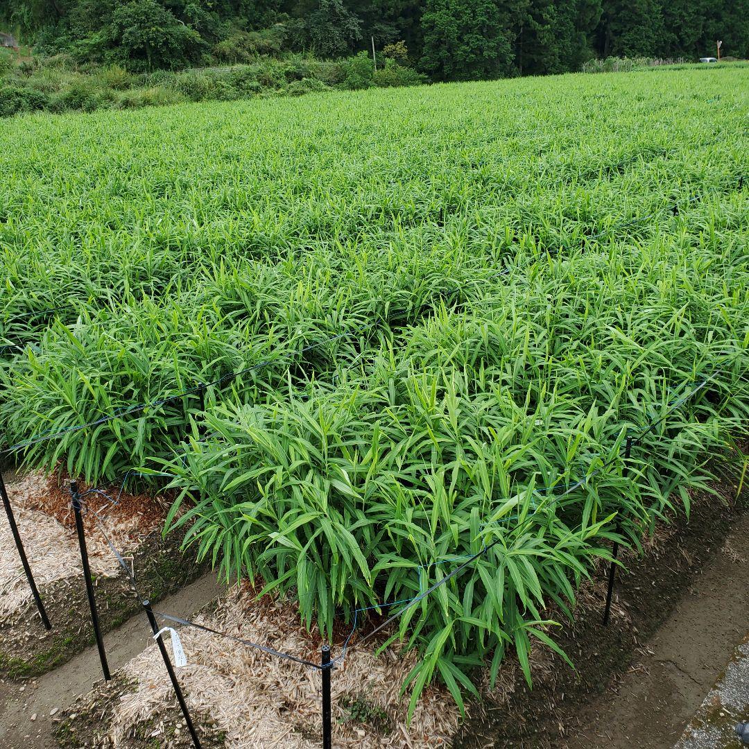 もりりん様種生姜(200～300g)15kg