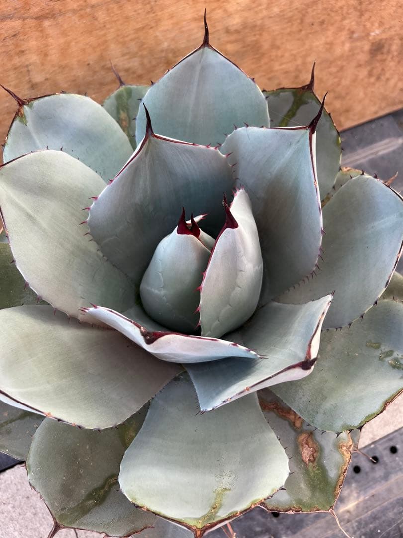 パリー トランカータ