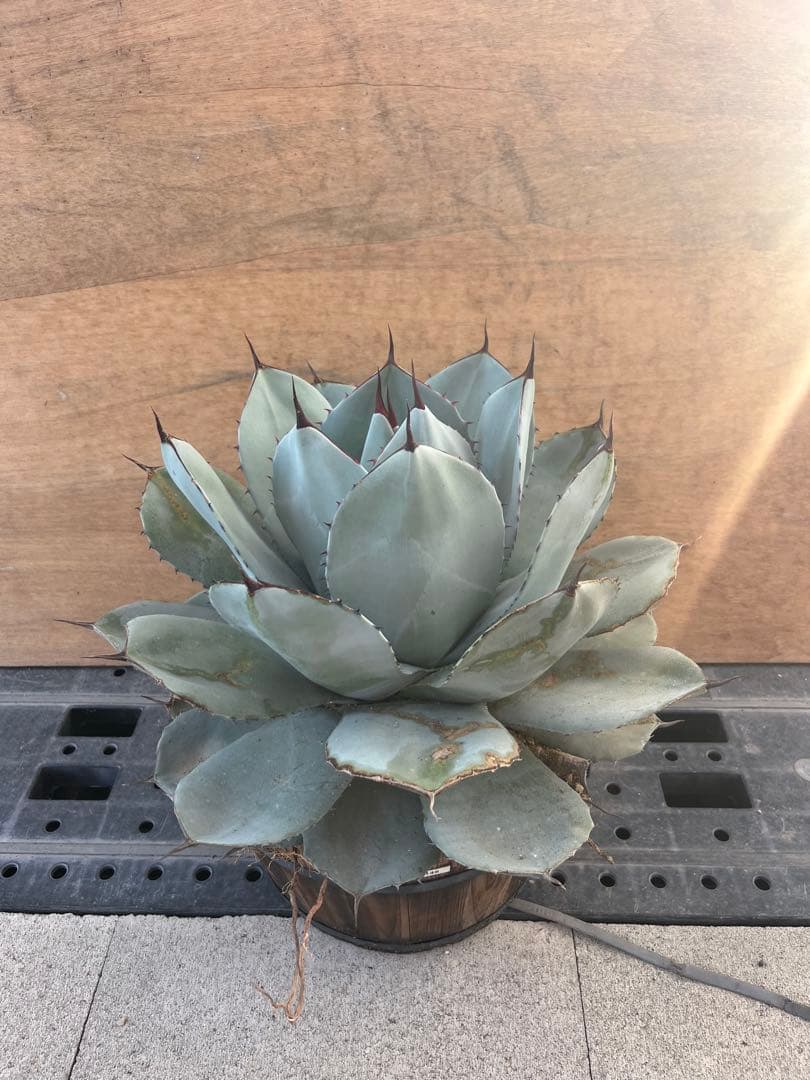 吉祥天傷や汚れあり