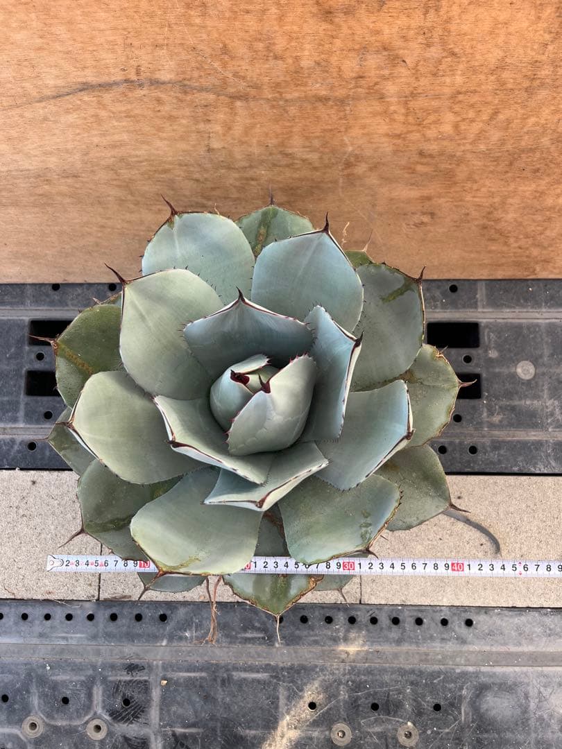 トランカータ ハンティントン