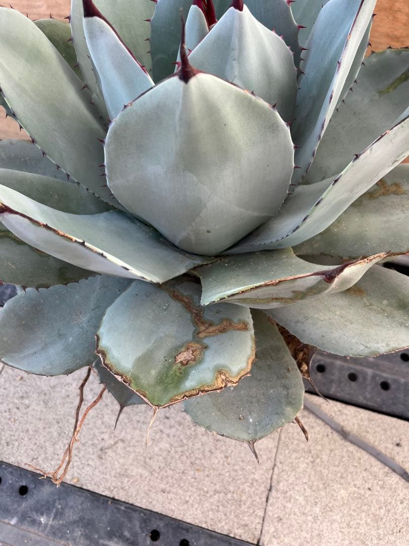 ハンティントン 吉祥天傷や汚れあり