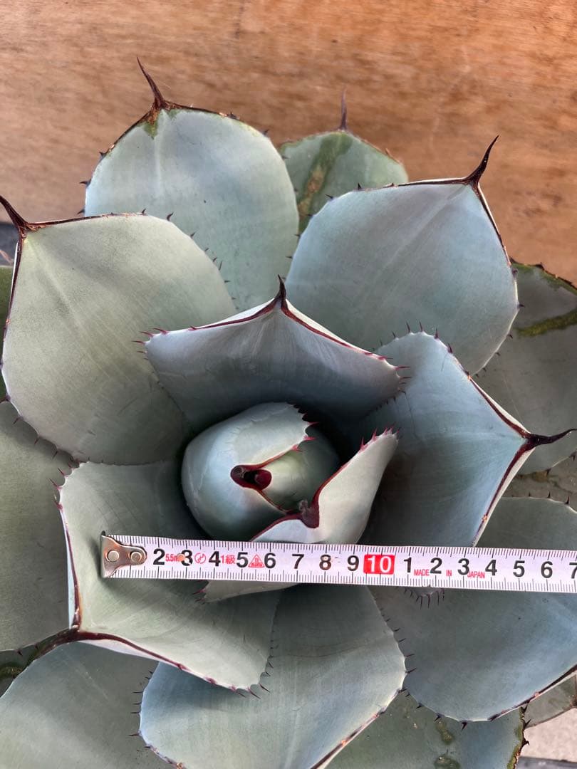 パリー トランカータ ハンティントン 吉祥天傷や汚れあり YUZUMIYA_COM