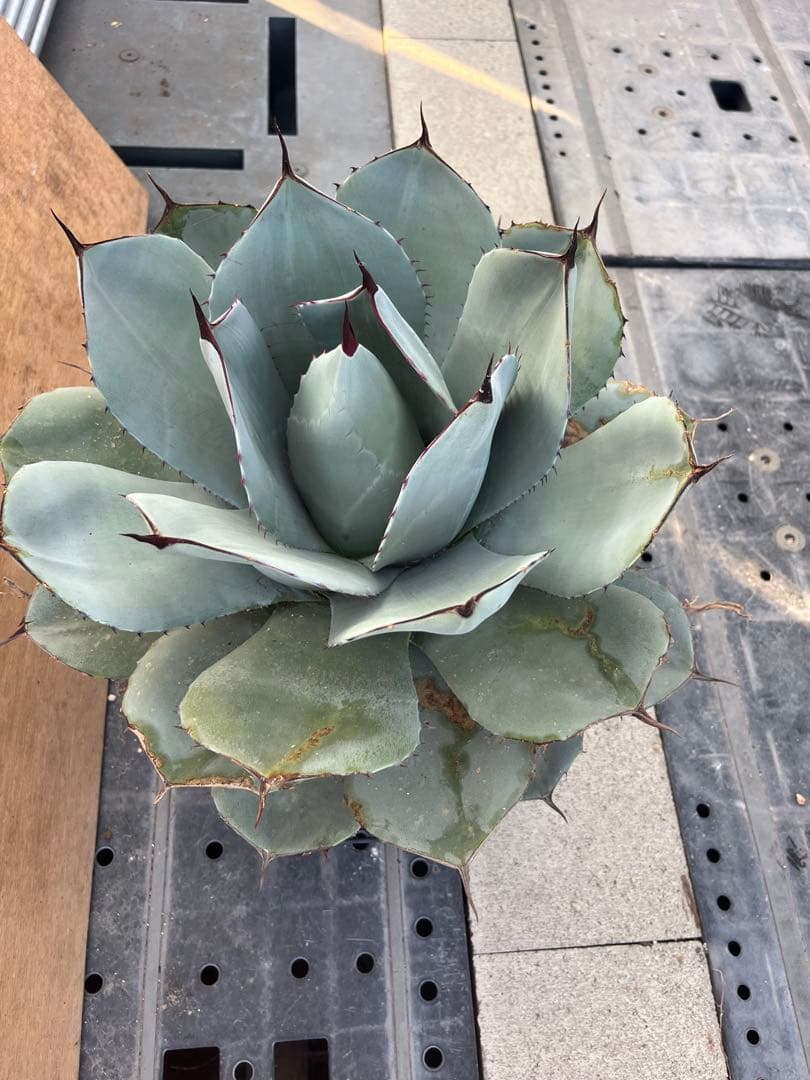 吉祥天傷や汚れあり