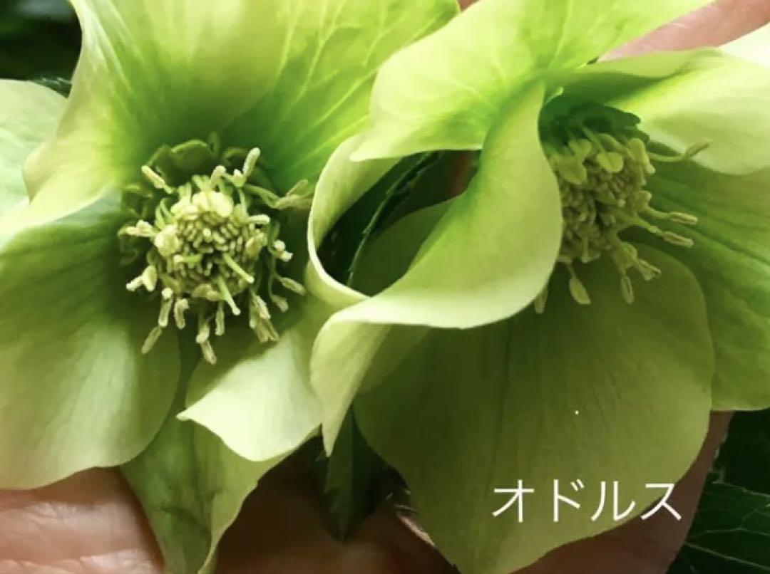 原種オドルス
