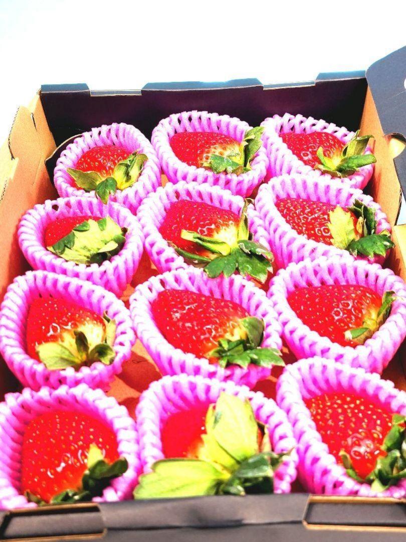 奈良産プレミア苺【古都華（ことか）】5L 特大玉 旨さ甘さ鮮度完璧 新年挨拶