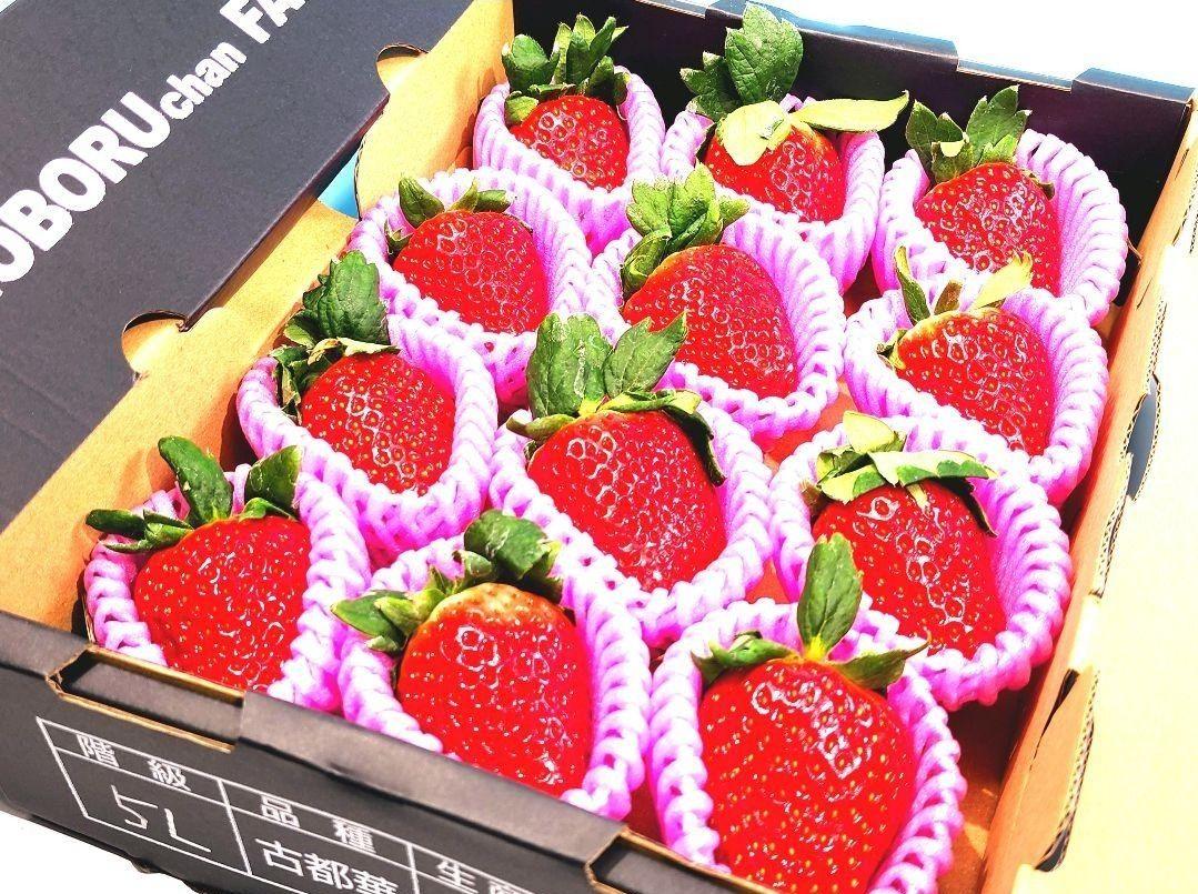 奈良産プレミア苺【古都華（ことか）】5L 特大玉 旨さ甘さ鮮度完璧 新年挨拶