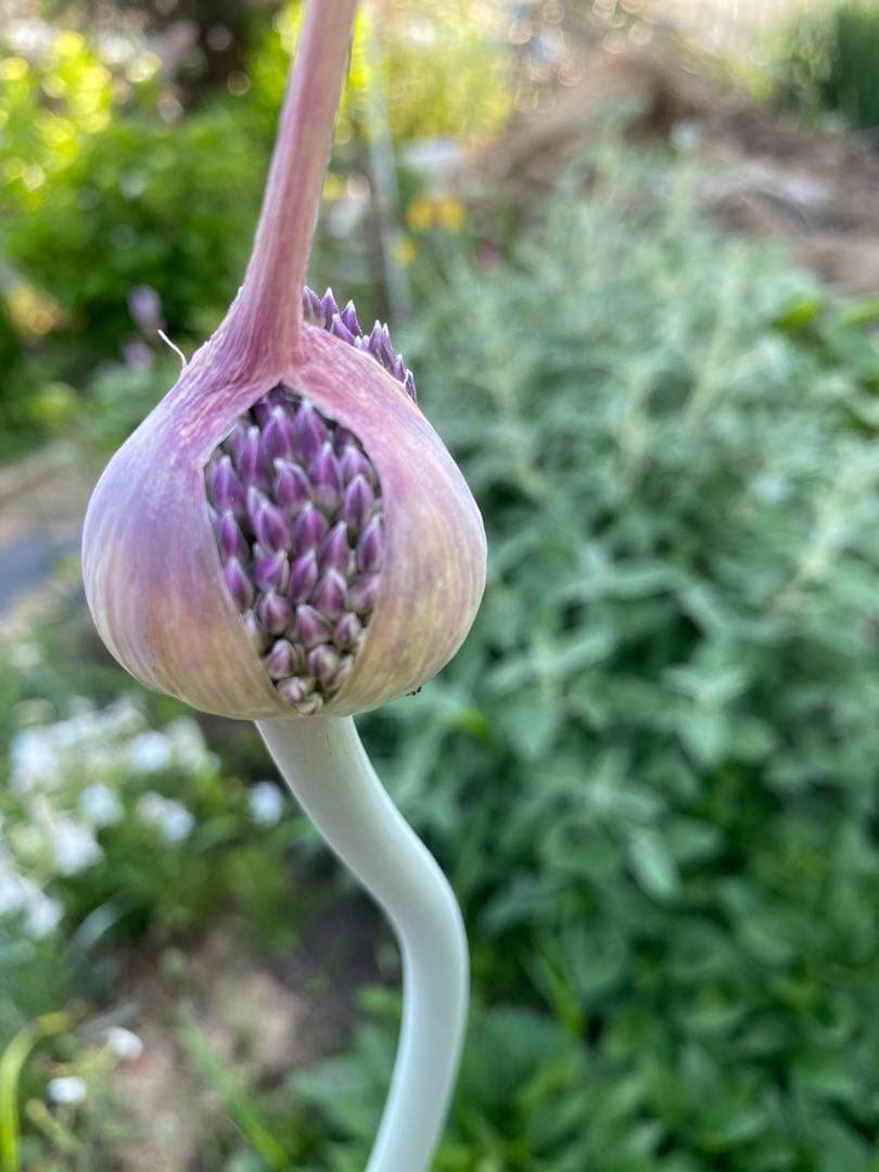 AKE様専用です 1 アリウムサマードラマーの球根 メルカリ