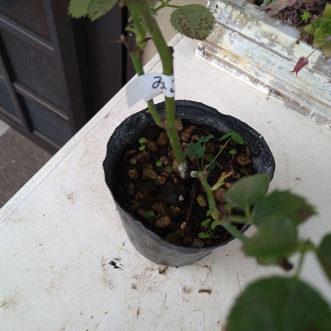 バラ苗 和バラ なな様専用出品バラ挿し木 バラ苗 和バラ なな様専用出品バラ挿し木