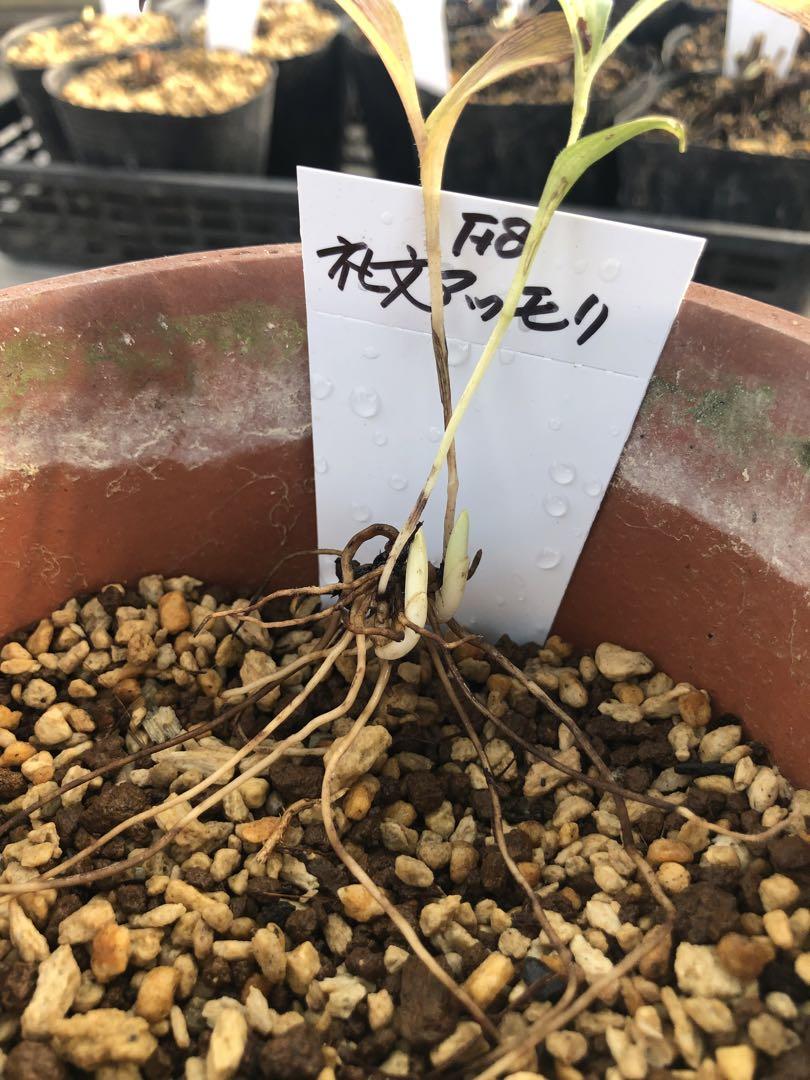 山野草 礼文アツモリソウ（F8）