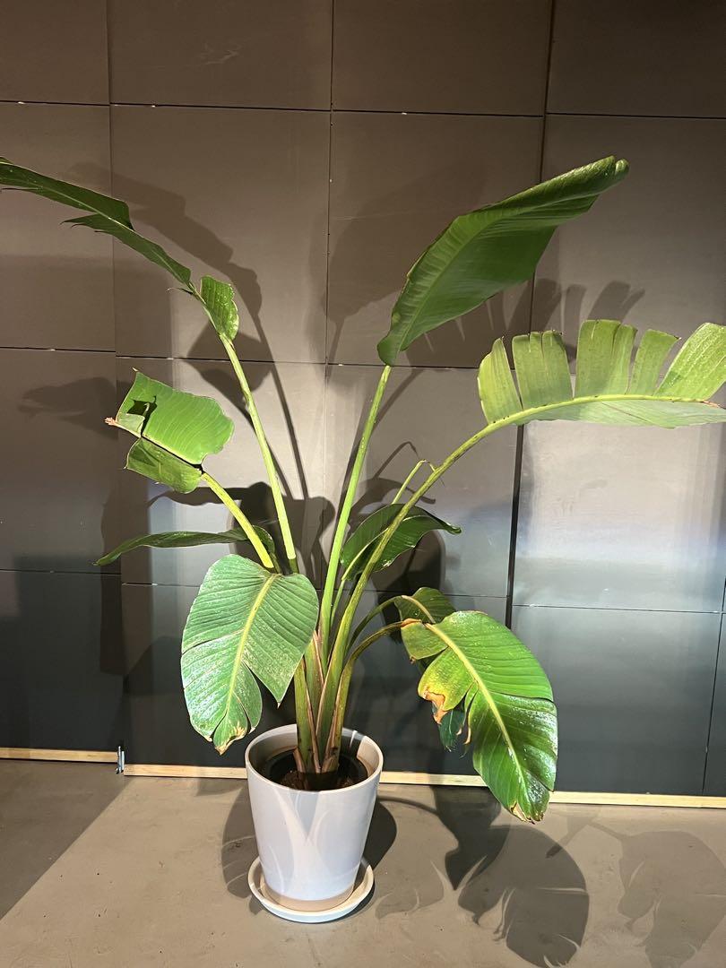 福岡県引き取り限定観葉植物オーガスタ約1.5メートル 黒い鉢