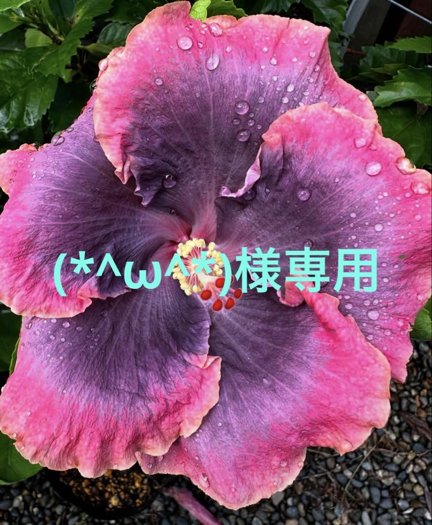(*^ω^*)様専用