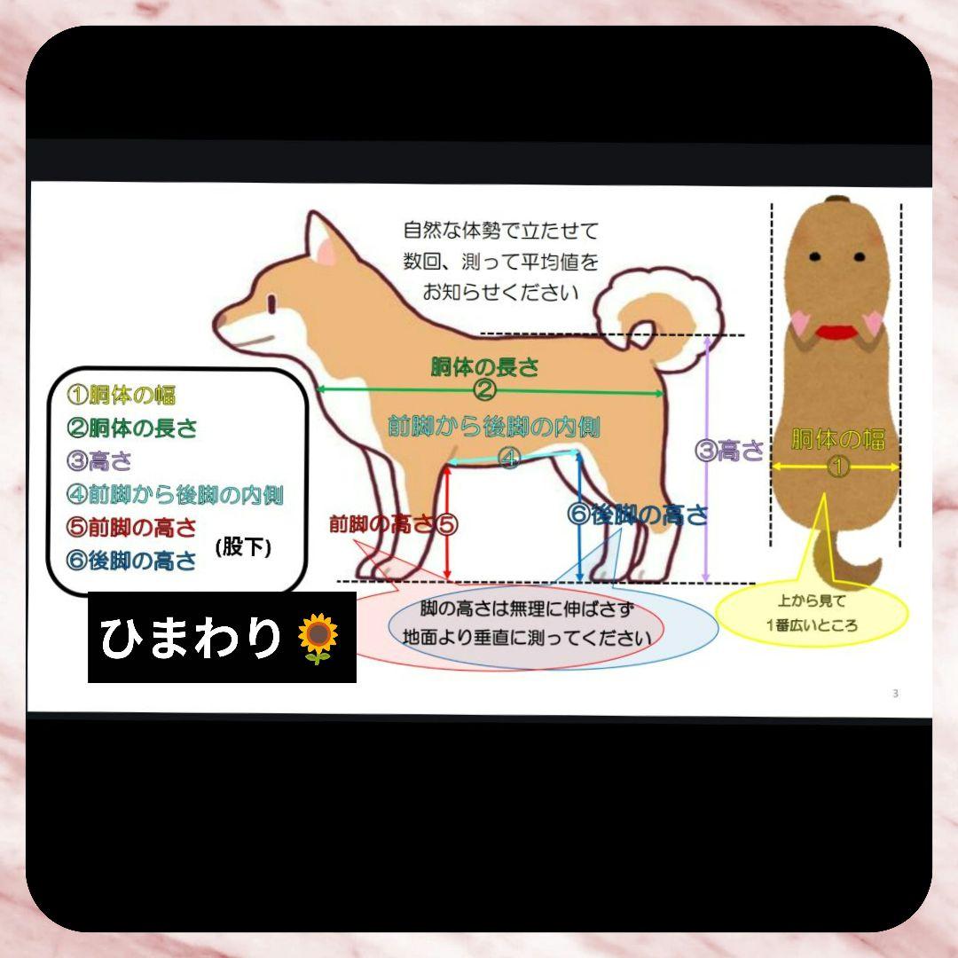 柴犬4輪　リハビリ　食事補助　犬用車椅子　介護補助　犬の歩行器