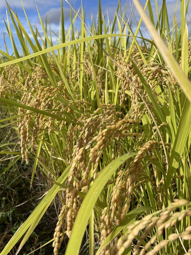 【期間限定】令和6年新米　京都玄米 青米入り　にこまる　農薬不使用　25キロ