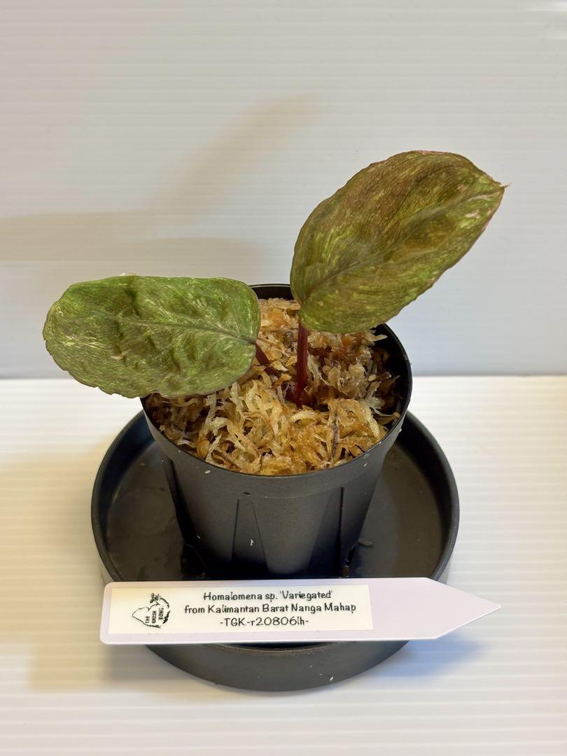 C*e様 Homalomena sp. ‘Variegated’ Kaliman