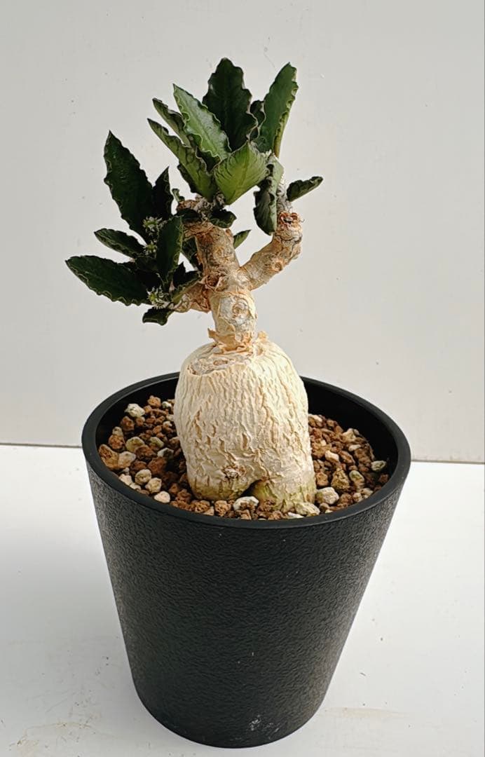 ユーフォルビア　アンボボンベンシス