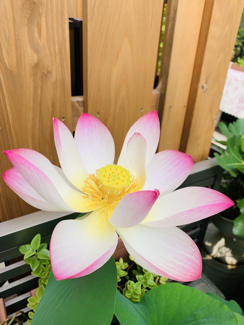 ハスの花 蓮根 一本 既に葉が出ている - メルカリ