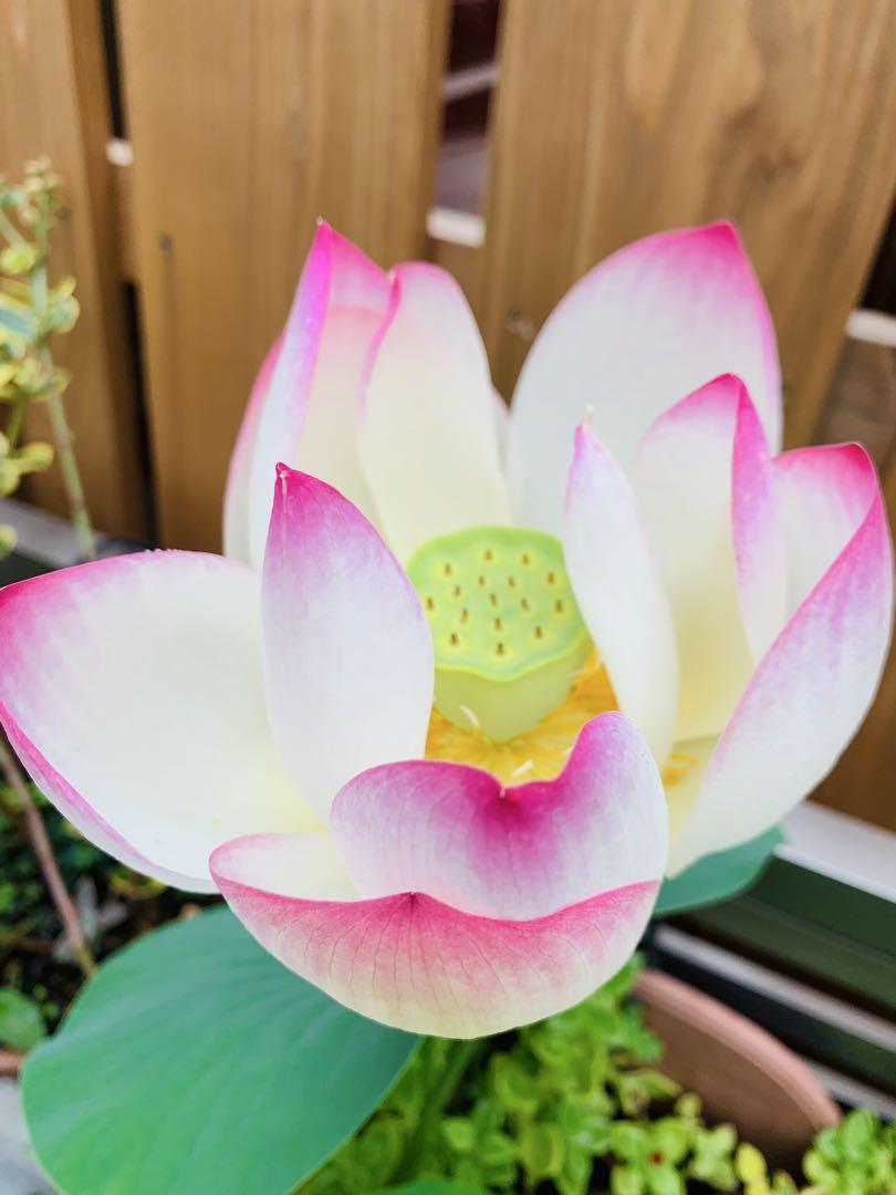 ハスの花　蓮根　6本　既に葉が出ている ハスの花 蓮根 6本 既に葉が出ている 水生植物