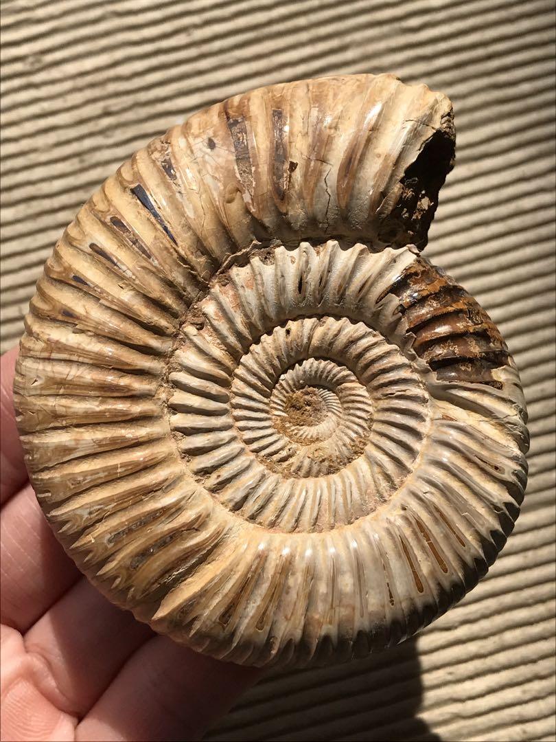マダガスカル産 褐色アンモナイト化石（ペリスフィンクテス