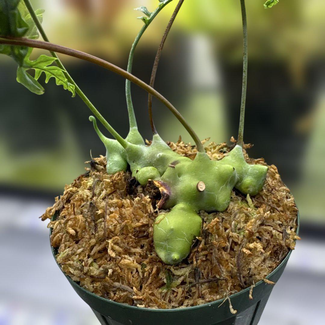 レカノプテリス デパリオイデス lecanopteris アリ植物　シダ