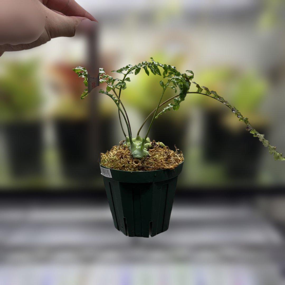 レカノプテリス デパリオイデス lecanopteris アリ植物 シダ