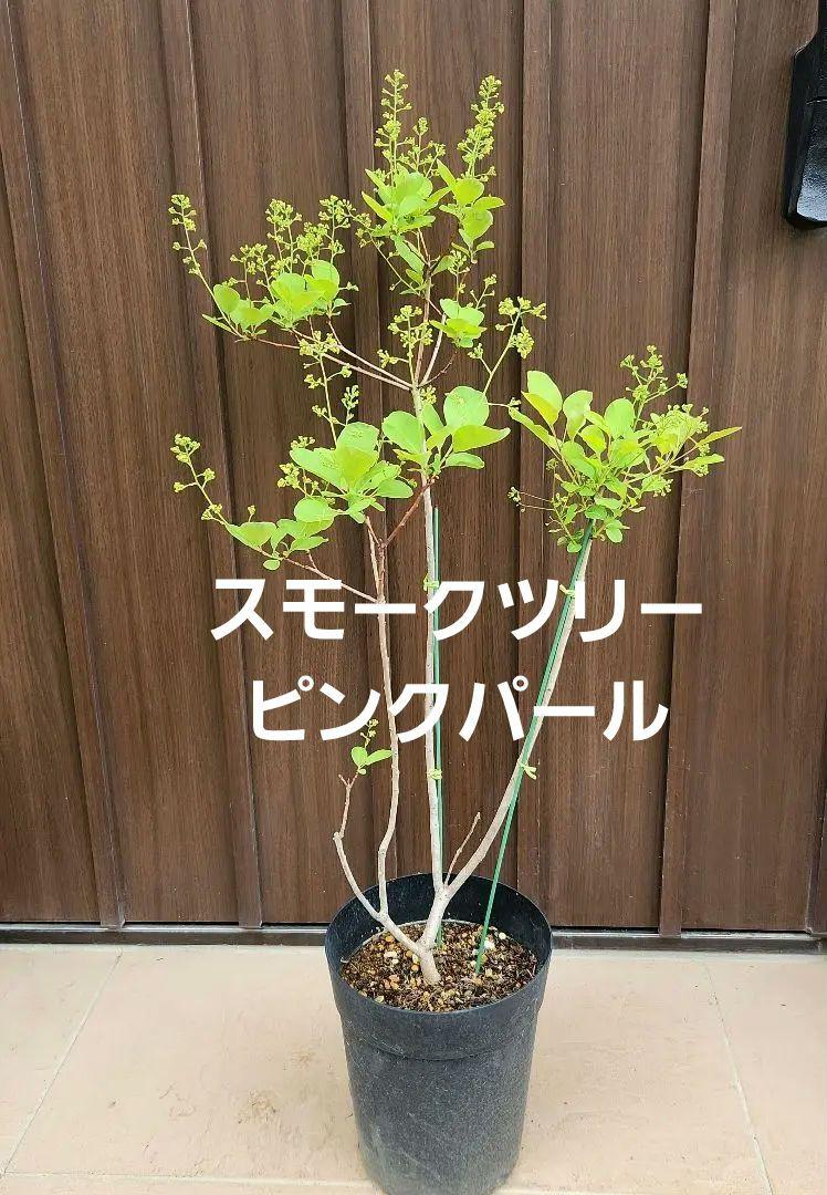 花芽付き♡スモークツリー　ピンクパール