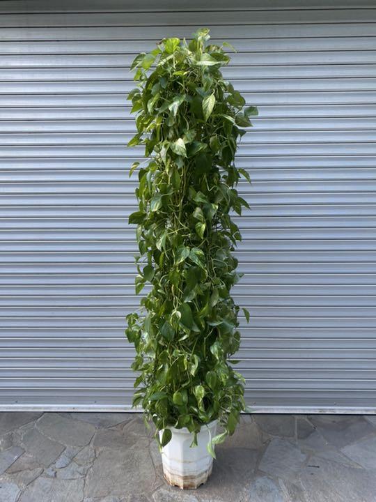 最終値下げ サマーセール おしゃれなポトスタワー高180cm 引取又は都内配送応相談 安い 植物 観葉植物 Www B2bsf Com Www B2bsf Com