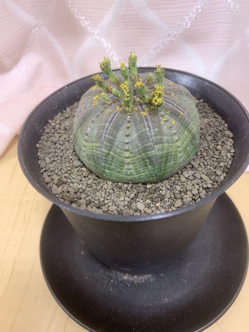 ユーフォルビア　シンメトリカ