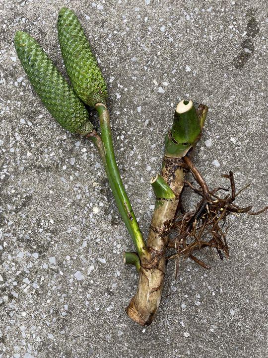 モンステラデリシオーサ　茎と実