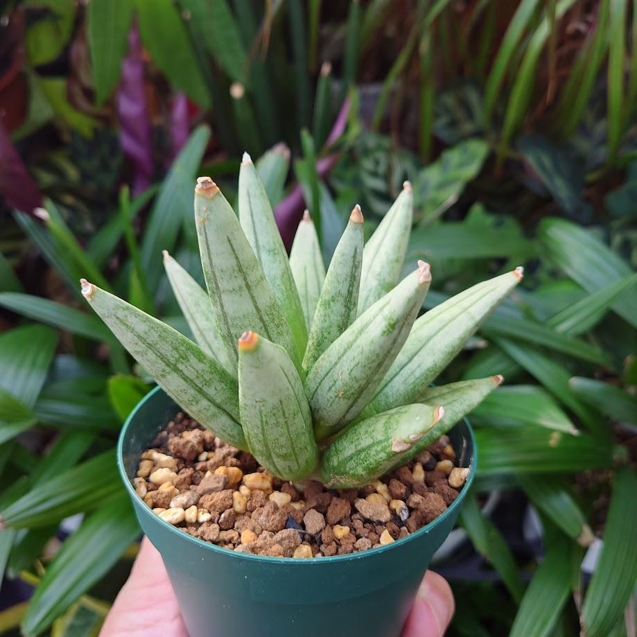 サンスベリア ヘッジホッグ 4 Sansevieria Hedgehog