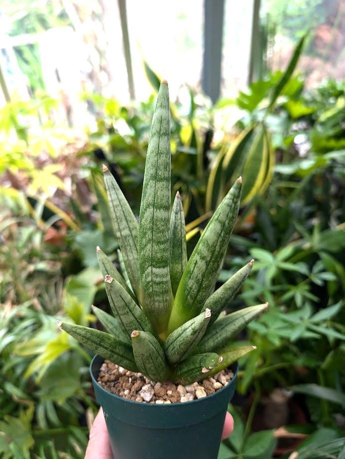サンスベリア ヘッジホッグ 4 Sansevieria Hedgehog