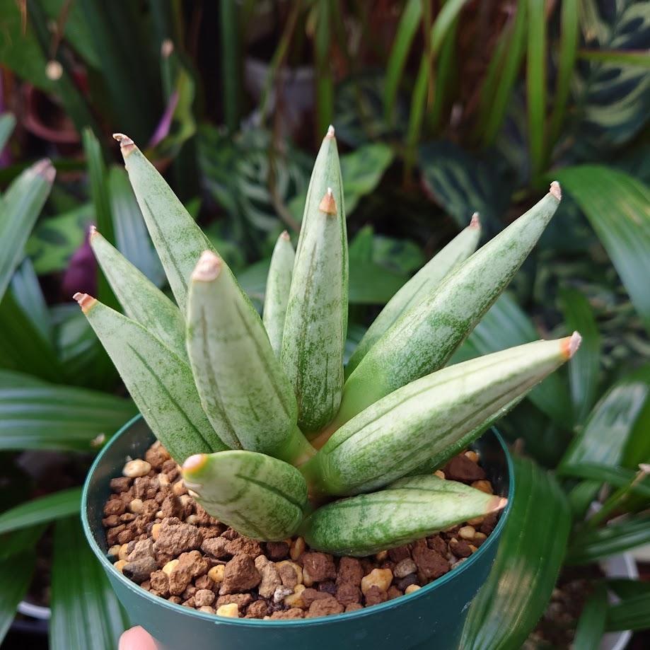 サンスベリア ヘッジホッグ 4 Sansevieria Hedgehog