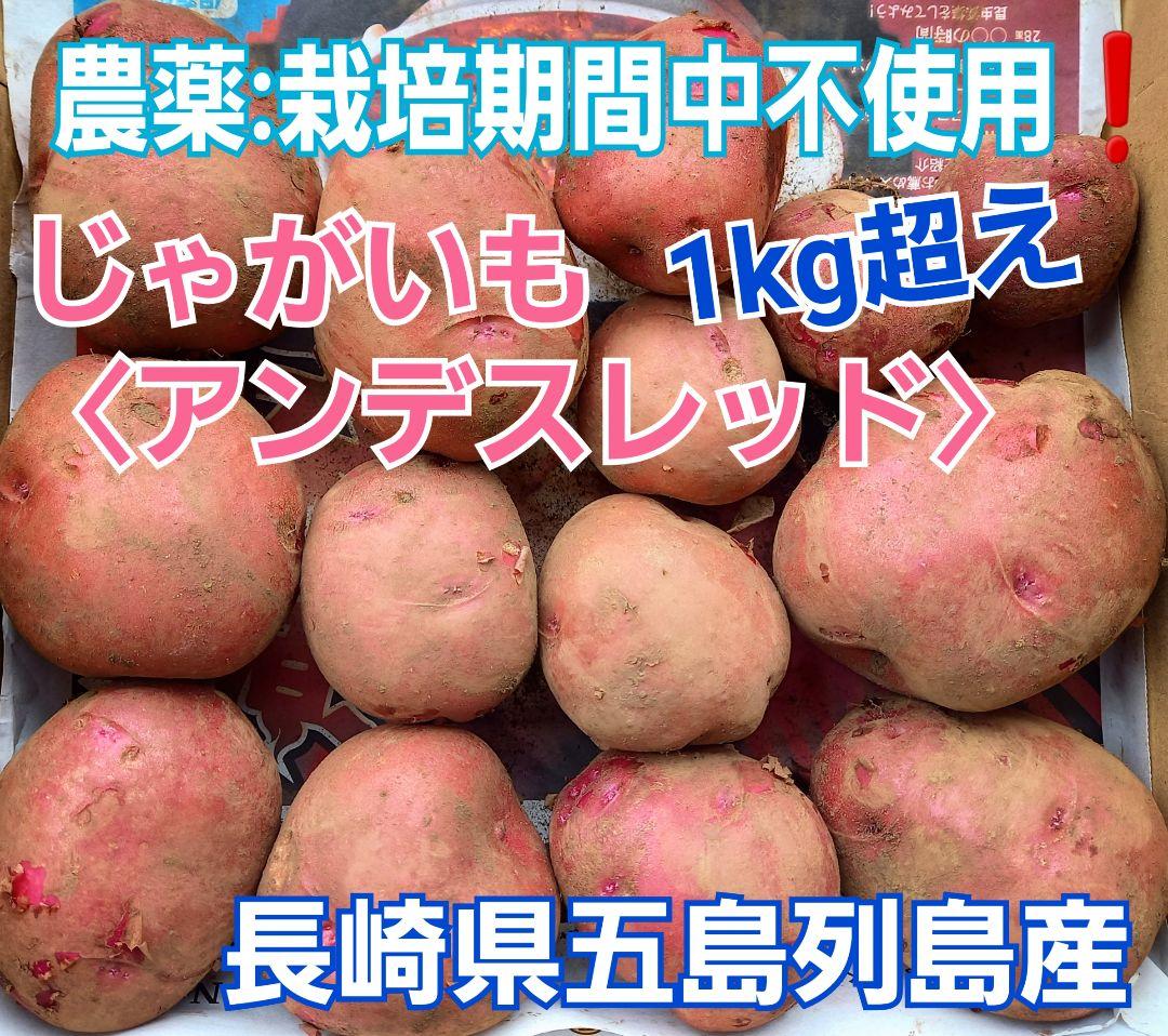 農薬:栽培期間中不使用 じゃがいも〈アンデスレッド〉1kg超え