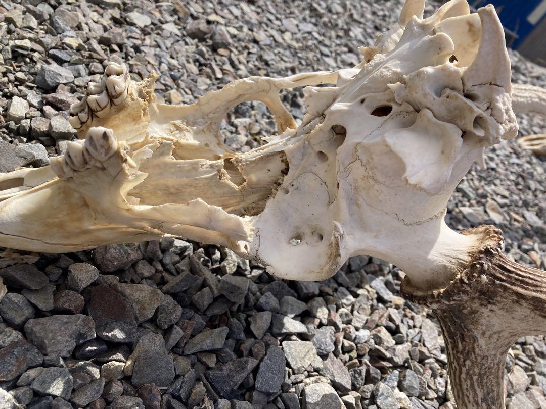 deer skull
