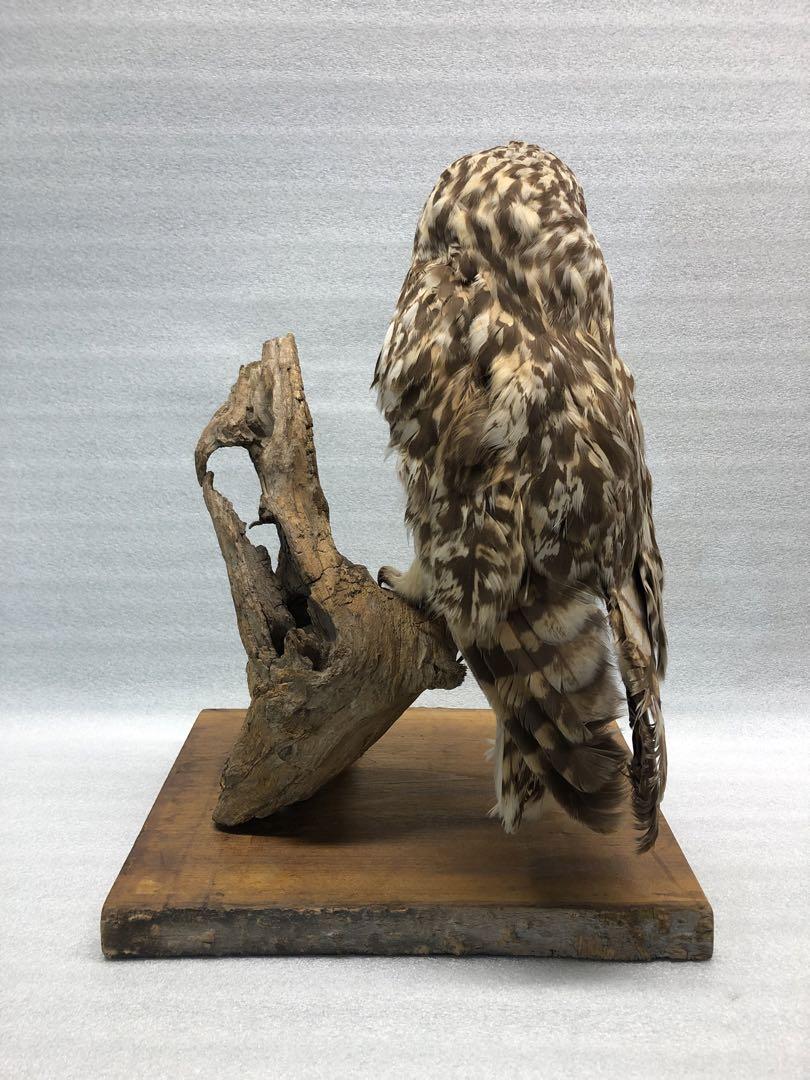 フクロウの剥製