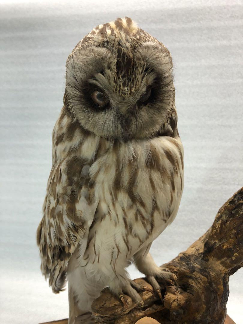 フクロウの剥製