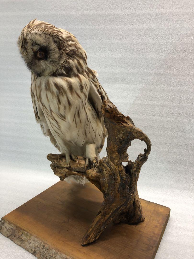 フクロウの剥製