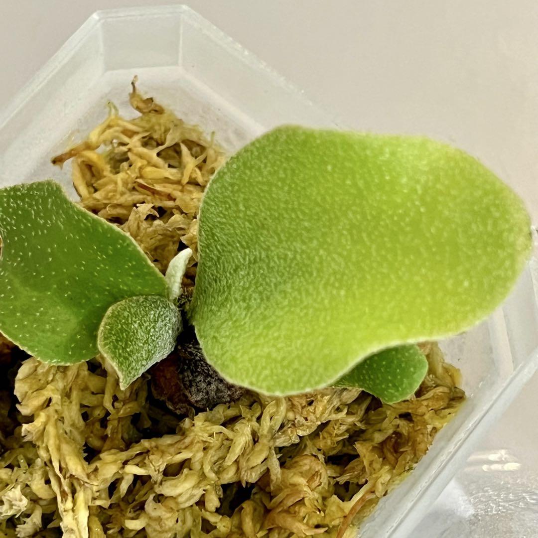 OC子株 platycerium ginka 銀華 pup ギンカ55ビカクシダ - メルカリ
