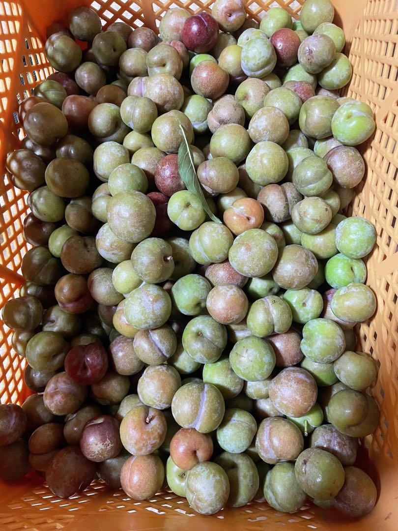 和歌山県産南高梅 無農薬 無消毒 10kg11000円 フルーツ・果実