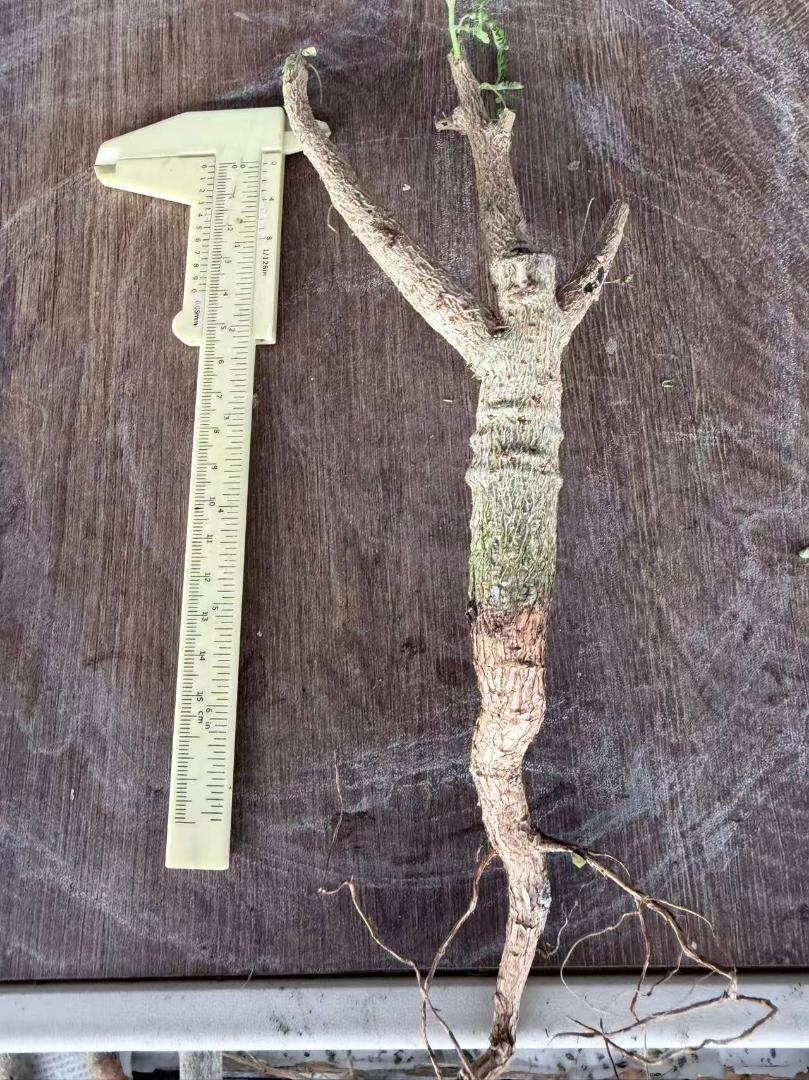 ボスウェリア・ネグレクタBoswellia neglecta 実生2年株 5株