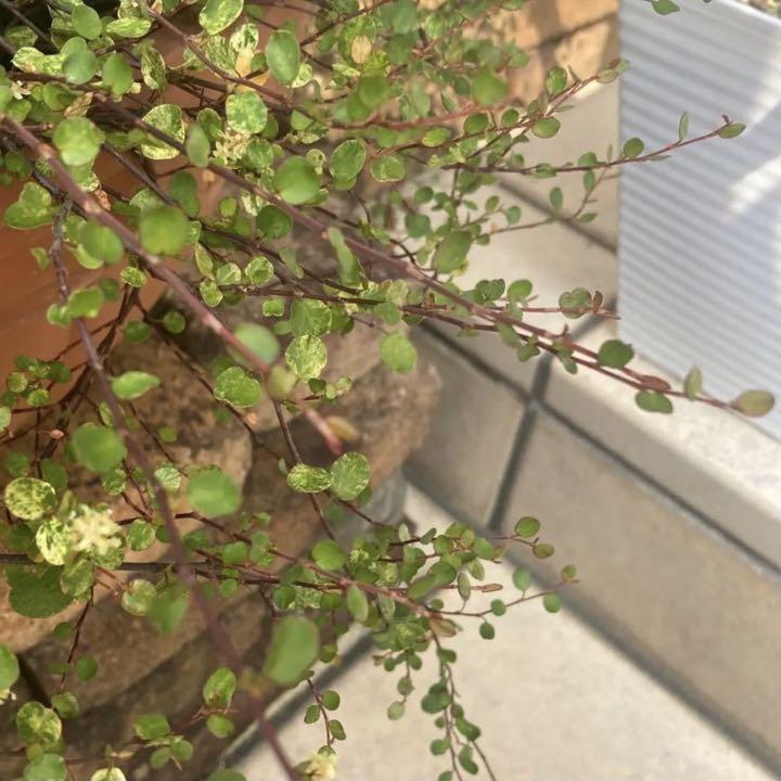ワイヤープランツ 40本カット切り苗 挿し穂 挿し木寄せ植え 観葉植物 水栽培 メルカリ